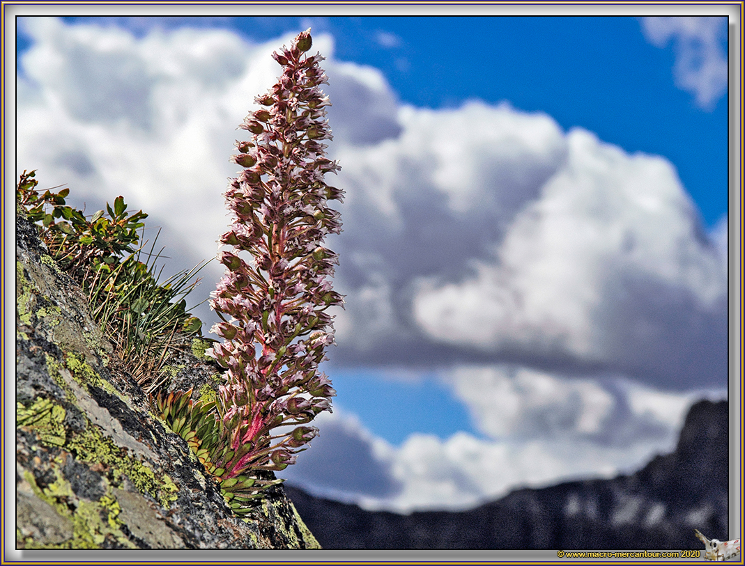 Saxifrage florulenta Moretti